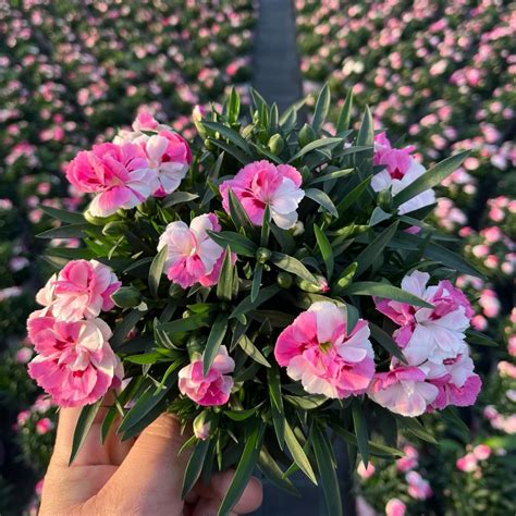 DIANTHUS PINK PROUD Innovert