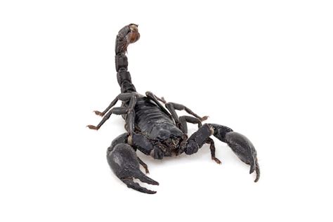 Free Photo | Black scorpion claws