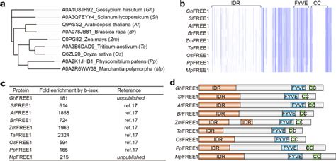 Biomolecular Condensates Mediate Bending And Scission Of Endosome