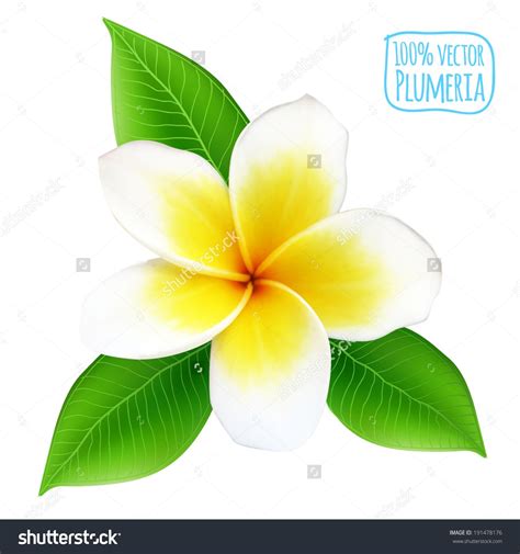 Plumeria Flower Stock Vectors And Clip Art