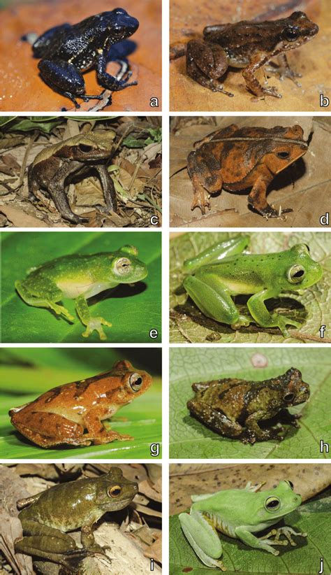 Amphibian Diversity Examples Of Amphibians Recorded In The Serra Da