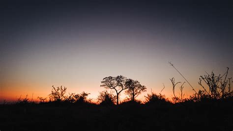 Free picture: acacia, branches, backlight, sunset, silhouette, sunrays, sunlight, tree, sun, star