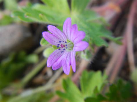 Geranium molle - Dove's-foot Crane's-bill — BSBI VC77