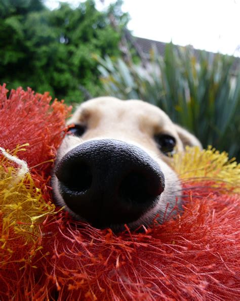 105 Nosy Dogs Who Want To Know What Youre Doing Bored Panda