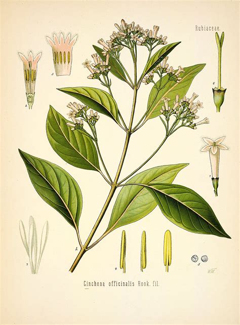 Cinchona Officinalis Tree