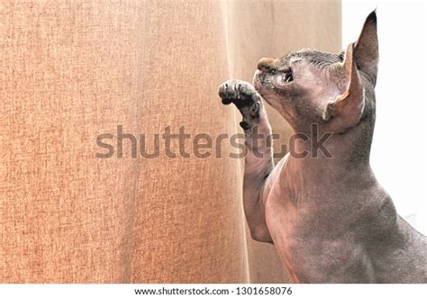Portrait Playful Nude Cat Called Sphinx Stock Photo 1301658076 Shutterstock