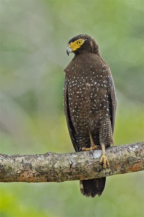 Andaman Serpent Eagle Spilornis Elgini Eagles Pictures Alphabetical
