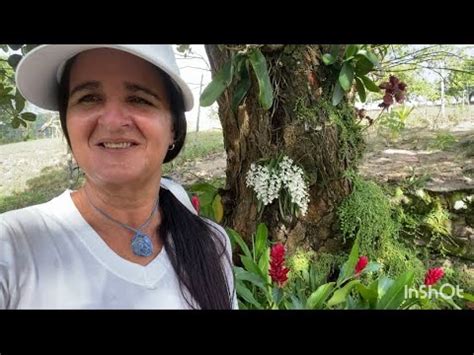 Orqu Deas Floridas Em Troncos E Sem Vidas Flores Do Meu Jardim