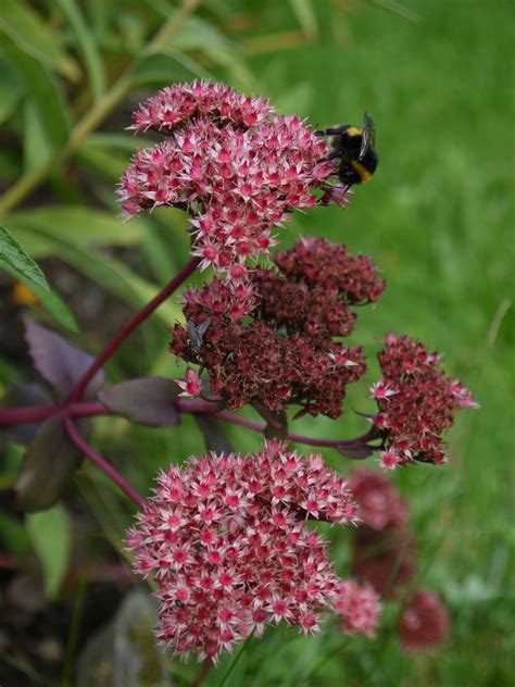 Седум Пурпл Эмперор (71 фото) - фото - картинки и рисунки: скачать ...