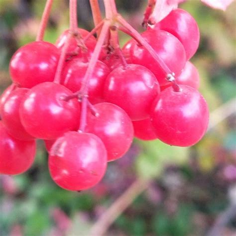 Калина осенью