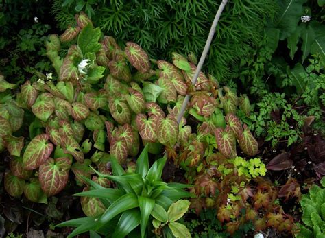 Planting And Growing Epimedium A K A Horny Goat Weed In Your Garden Pith Vigor By Rochelle