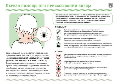 Как защититься от клещей на даче: народные средства для взрослых и ...