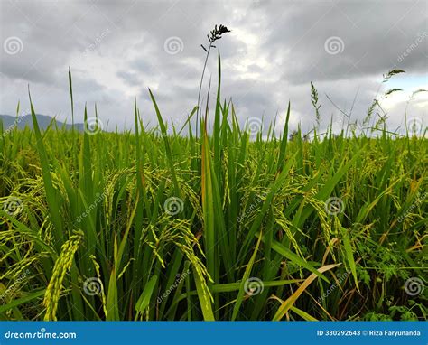 Weeds Among Rice Plants Stock Image Image Of Flower 330292643