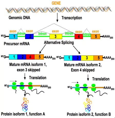 Alternative Splicing Our Easy Guide To The Fundamentals