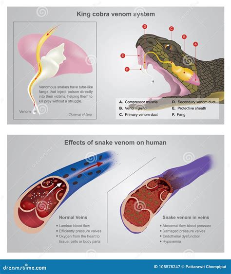 Snake Fangs Diagram