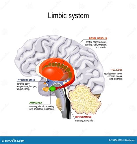 Sistema Límbico Corte Transversal Del Cerebro Humano Ilustración del ...