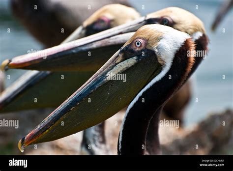 Beautiful Colors Pelican Hi Res Stock Photography And Images Alamy
