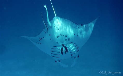Bird's Head Seascape Important manta ray habitat discovered in Raja