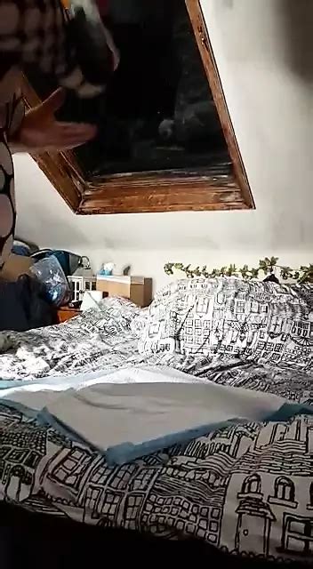 Thelady Bought These To Play With Thebeast Pt Porn Be XHamster