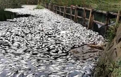 Ribuan Ikan Mati Di Situ Citongtut Bogor Akibat Turbulensi