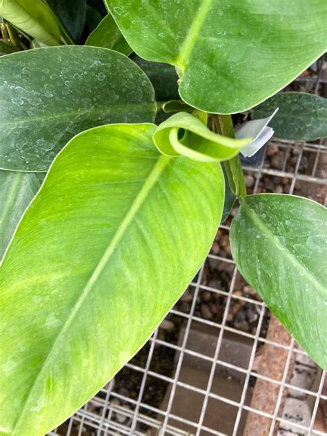 Philodendron Green Princess Plant Care Guide - Paisley Plants