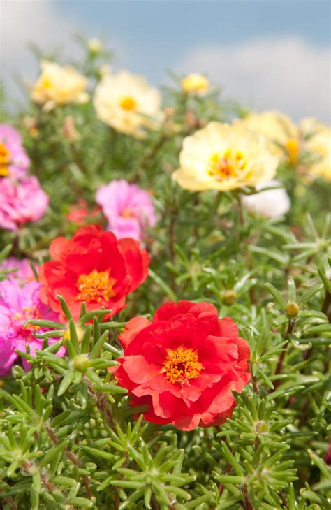 16 Annuals That Bloom ALL Summer Long – NATALIE LINDA