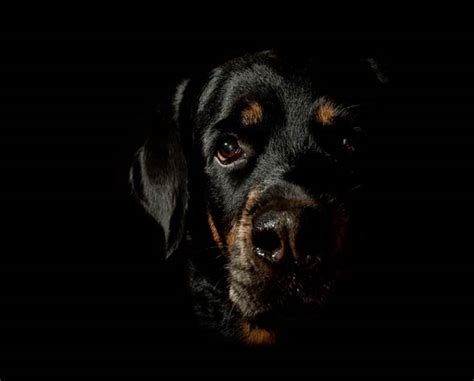 Black Dog | DinoAnimals.com