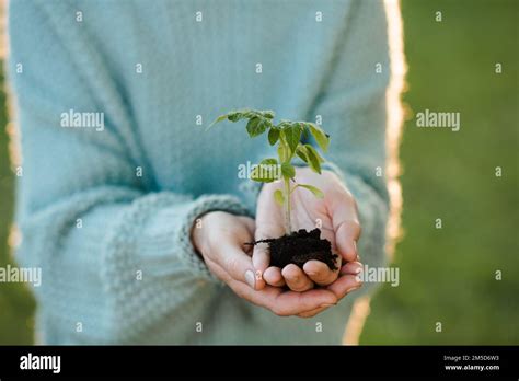 Woman Holding Green Tomato Sprout In Hands Over Nature Background