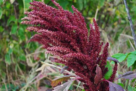Амарант багряный, или метельчатый Оешберг - Amaranthus cruentus L ...