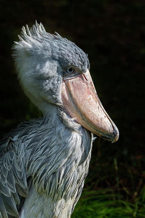 Shoe Billed Stork 1 Photograph By Arterra Picture Library Fine Art