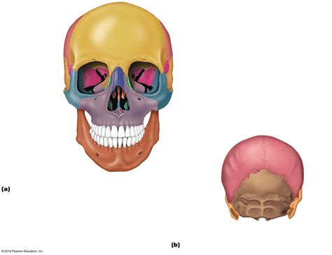 cranial bones Diagram | Quizlet