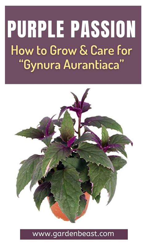 Purple Passion Plant Guide How To Grow And Care For “gynura Aurantiaca”