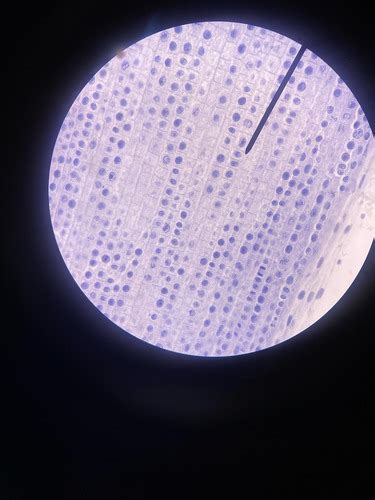 Bio lab final Flashcards | Quizlet