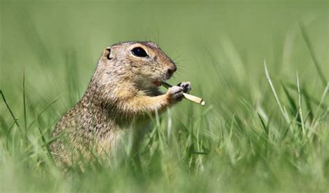 Insolite D Couvrez Les Photos Des Animaux Les Plus Dr Les Au Monde