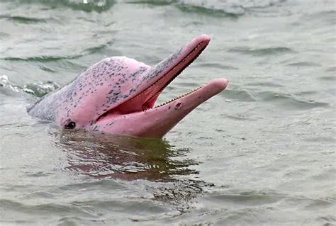 Pink Dolphin Facts For Kids | Pink River Dolphin Facts