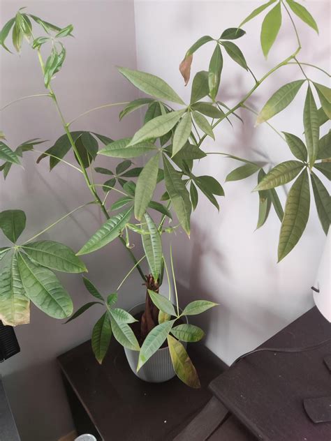 Money tree leaves turning brown : r/plantclinic