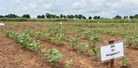 ghanas  genetically modified crop   created   cowpea