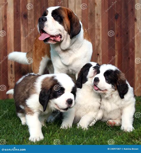 Adorable Saint Bernard Puppy Lying Down Royalty-Free Stock Image