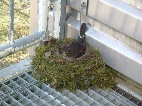 Birds Nests in the Most Bizarre Places | Animals Zone