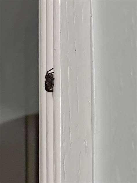 Terrified of spiders and trying to get over my fear. Is the general