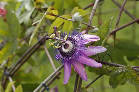 Why Is My Purple Passion Plant Wilting 5 Causes Solutions And Best Care Tips