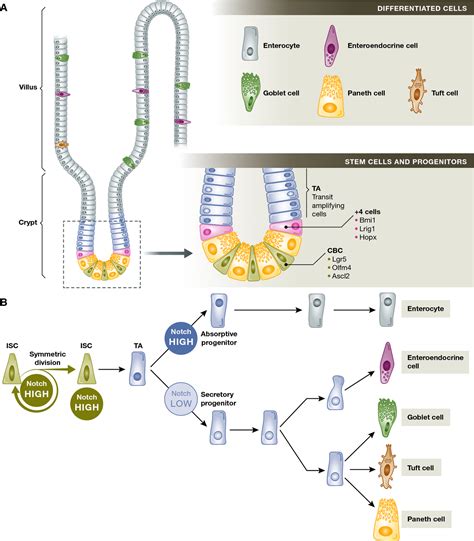 Stem Cell And Progenitor Fate In The Mammalian Intestine Notch And