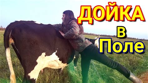 ДОЙКА коровы в Поле - YouTube