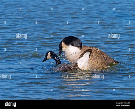 Canada Geese Branta canadensis mating Stock Photo - Alamy