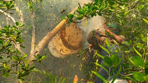 India Claims Gi Rights For Sundarbans Honey