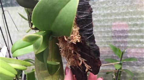 Блоки для орхидей. Живой мох для орхидей. Собираю кору в лесу ...