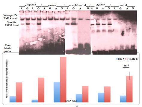 Emsa Of Rs242557 H1c A Or H1bh2 G Variant Biotin Labelled 23 Mer