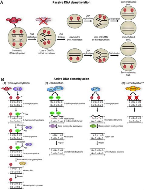 Stem Cells And Epigenetic Reprogramming Intechopen