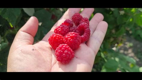 Малина Квелли, у меня ягода не ломкая как у соседа @biznes-50 , кто ...