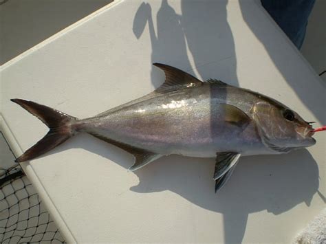 amberjack facts habitat diet life cycle pictures
